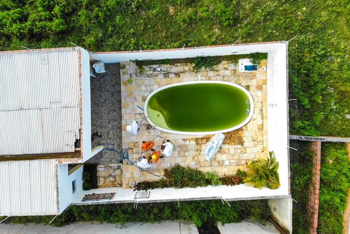 Após ataque de abelhas, corpo de homem é encontrado em piscina