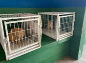 Gatos em situação de rua recebem cuidados da Secretaria de Bem Estar Animal
