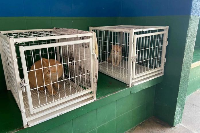 Gatos em situação de rua recebem cuidados da Secretaria de Bem Estar Animal