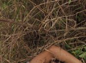 Corpo de adolescente de 14 anos é encontrado em matagal