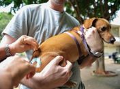 Vacinação Antirrábica acontece neste sábado em Maceió; veja onde vacinar seu cão ou gato