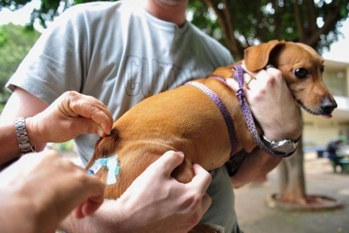 Vacinação Antirrábica acontece neste sábado em Maceió; veja onde vacinar seu cão ou gato