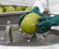 PIB agropecuário do Nordeste cresce 6,5% em 2025 e supera R$ 135 bilhões