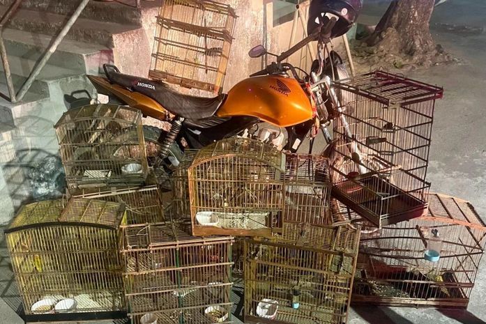 Operação da Polícia Ambiental resgata pássaros silvestres mantidos em cativeiro em cidades do interior de AL