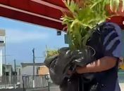 Mulher flagrada levando planta do Renasce Salgadinho pode responder por crime ambiental, alerta secretário

