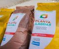 Governador Paulo Dantas lançará o programa Planta Alagoas 2025 em Palmeira dos Índios