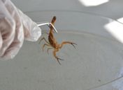 Durante o verão, acidentes com escorpiões tendem a aumentar