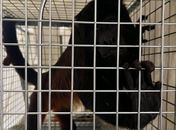 Macaco que assustava moradores de povoado é capturado pelo IMA e Ibama