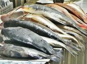 Distribuição de peixes em Delmiro Gouveia