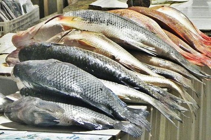 Distribuição de peixes em Delmiro Gouveia