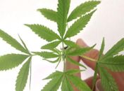 Produto é um fitofármaco com quantidade de cannabis de até 0,2%