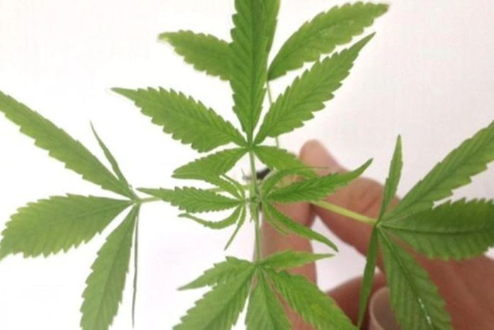 Produto é um fitofármaco com quantidade de cannabis de até 0,2%