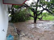 Chuvas provocam a queda de mais de 10 árvores na capital