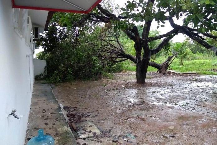 Chuvas provocam a queda de mais de 10 árvores na capital