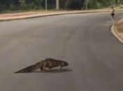 Jacaré é visto circulando no Anel Viário de Arapiraca