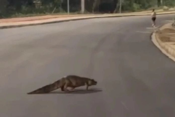 Jacaré é visto circulando no Anel Viário de Arapiraca