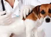 Antirrábica: vacinação de animais começa dia 24 na área rural