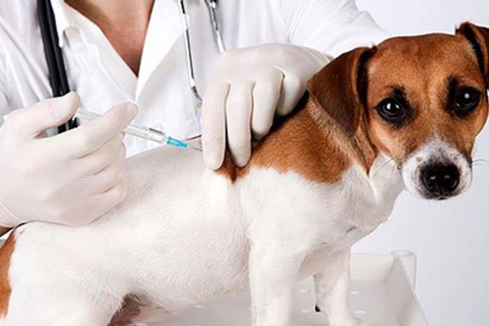 Antirrábica: vacinação de animais começa dia 24 na área rural