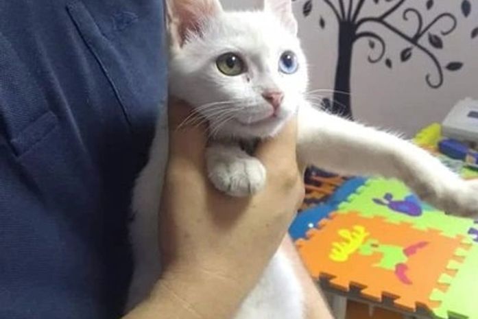 Gata fugitiva é encontrada em lugar inimaginável