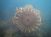 Técnicos do IMA alertam sobre presença de águas-vivas no rio Meirim