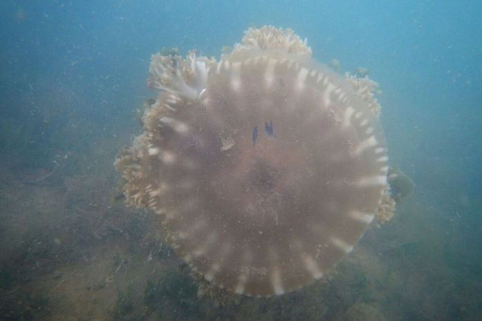 Técnicos do IMA alertam sobre presença de águas-vivas no rio Meirim