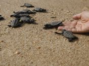 Pesca, plástico, aquecimento global e óleo são ameaças para tartarugas