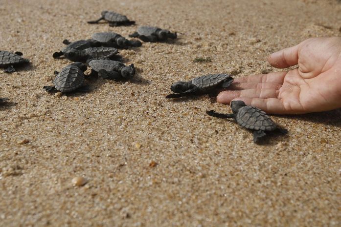 Pesca, plástico, aquecimento global e óleo são ameaças para tartarugas