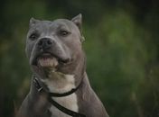 Decisão Judicial Polêmica Permite Retorno de Cachorro que Atacou Criança em Condomínio da Jatiúca