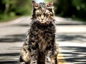 Confira os filmes de arrepiar para assistir no Halloween do Telecine
