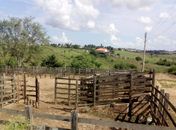 Devido a campanha de vacinação contra febre aftosa, feira de animais será fechada nesta segunda (04) em Arapiraca