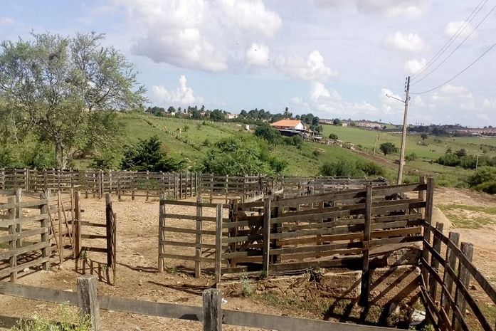 Devido a campanha de vacinação contra febre aftosa, feira de animais será fechada nesta segunda (04) em Arapiraca