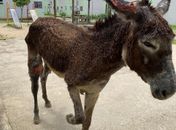 Animal era esfaqueado e açoitado pelo proprietário.