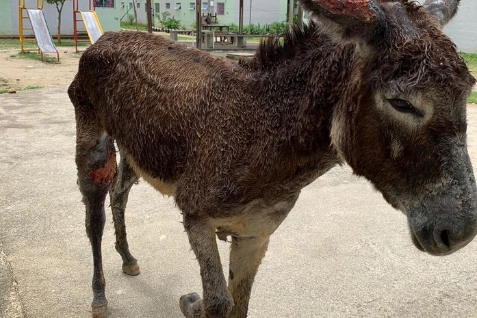 Animal era esfaqueado e açoitado pelo proprietário.