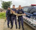 Jacaré é resgatado em área residencial pela Guarda Civil Municipal de Matriz de Camaragibe