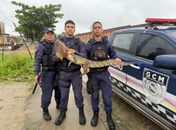 Jacaré é resgatado em área residencial pela Guarda Civil Municipal de Matriz de Camaragibe
