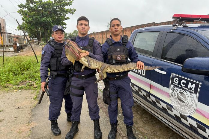 Jacaré é resgatado em área residencial pela Guarda Civil Municipal de Matriz de Camaragibe