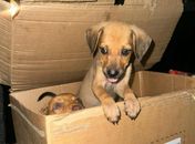 Filhotes são deixados dentro de caixa em bairro de Maceió e Polícia Civil apura crime de maus-tratos; veja vídeo