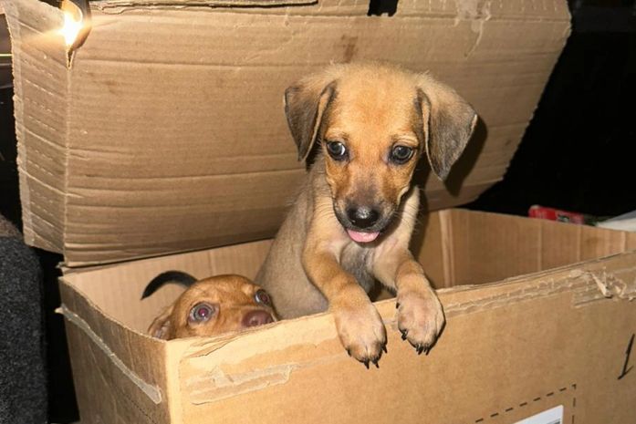 Filhotes são deixados dentro de caixa em bairro de Maceió e Polícia Civil apura crime de maus-tratos; veja vídeo