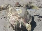 Duas tartarugas marinhas são encontradas mortas na praia de Pajuçara