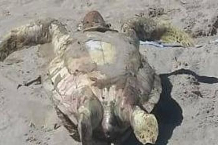 Duas tartarugas marinhas são encontradas mortas na praia de Pajuçara