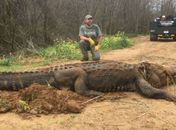 Monstruoso: jacaré de 320 kg é encontrado nos Estados Unidos; veja