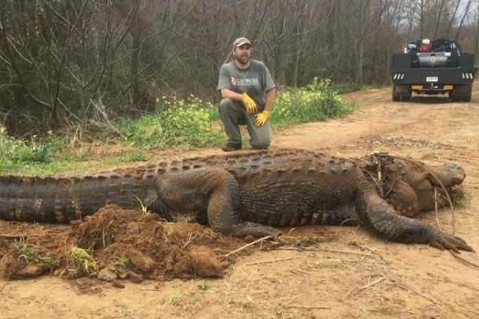 Monstruoso: jacaré de 320 kg é encontrado nos Estados Unidos; veja