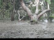 Prefeito de Arapiraca decreta alerta geral por causa de forte temporal na cidade