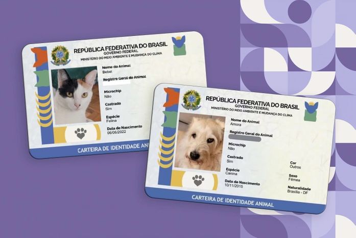 “A população abandonada é gigantesca”: Maceió aprova 'RG Animal' em meio a surto de epidemia invisível
