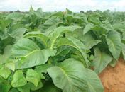 Chuvas motiva aumento da área plantada de fumo no Agreste este ano