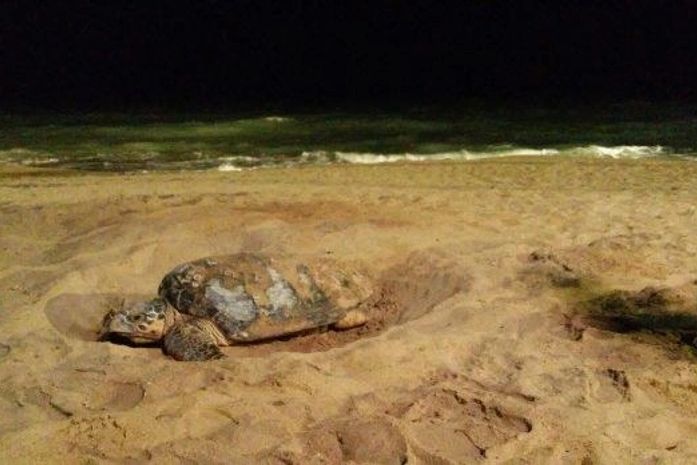 Institutos ambientais alertam sobre cuidados com ninhos de tartarugas