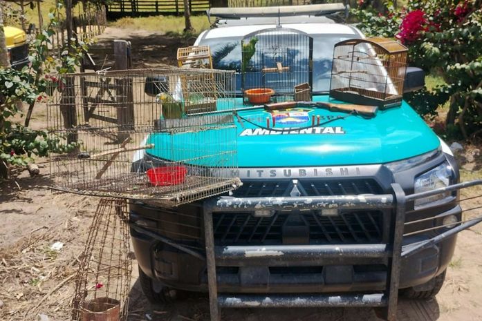 Papagaio, arara e canários-da-terra são resgatados em operação no interior de Alagoas