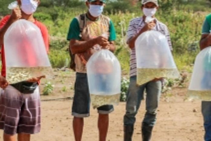 10.000 alevinos entregues aos pequenos produtores rurais