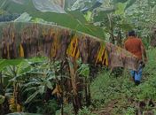 Doença da bananeira ameaça produção do fruto em Alagoas
