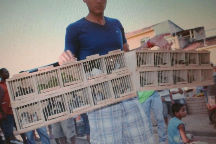 Animais foram recolhidos durante fiscalização do MPE